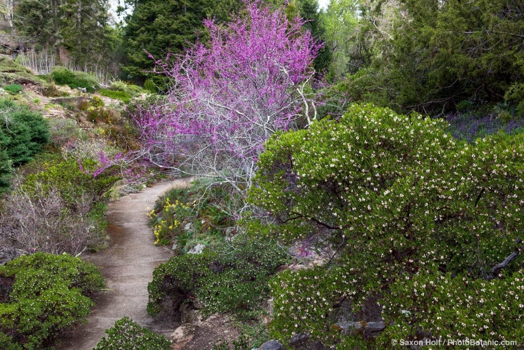 Summer-Dry garden in East Bay Hills with California native plants