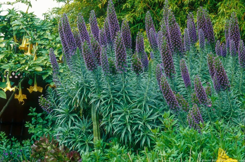 Echium candicans (aka. E. fastuosum) (Pride of Madeira) with spikelike purple flowers in drought tolerant garden