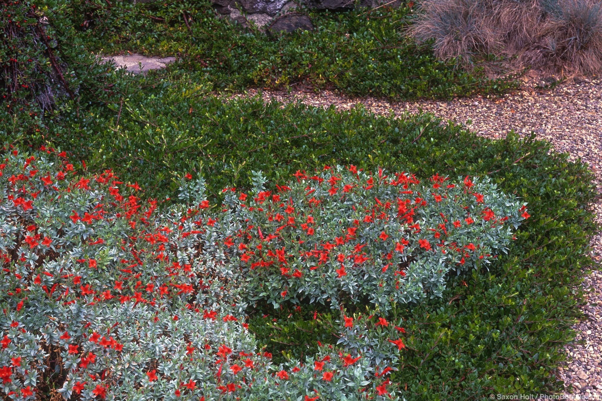 Epilobium septentrionale 'Select Maytole' (California Fuchsia) silver gray foliage native groundcover in flower with Arctostaphylos