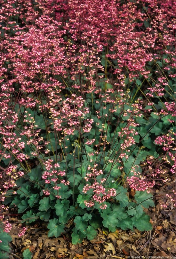 Heuchera 'Wendy', pink flowering native perennial Coral Bells