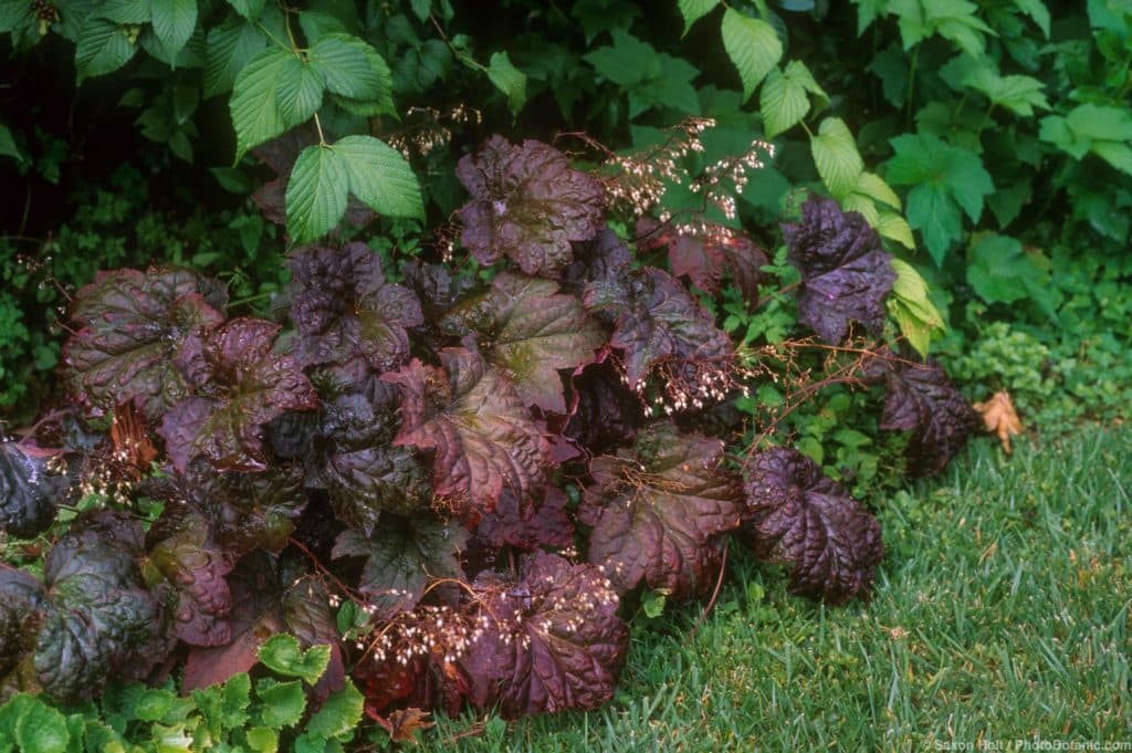 Heuchera micrantha 'Palace Purple' (Coral Bells), dark foliage in garden border