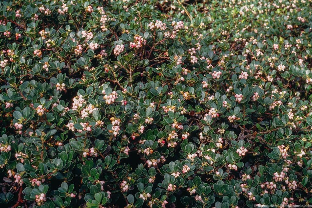 Arctostaphylos uva-ursi 'Point Reyes' (Bearberry Manzanita)