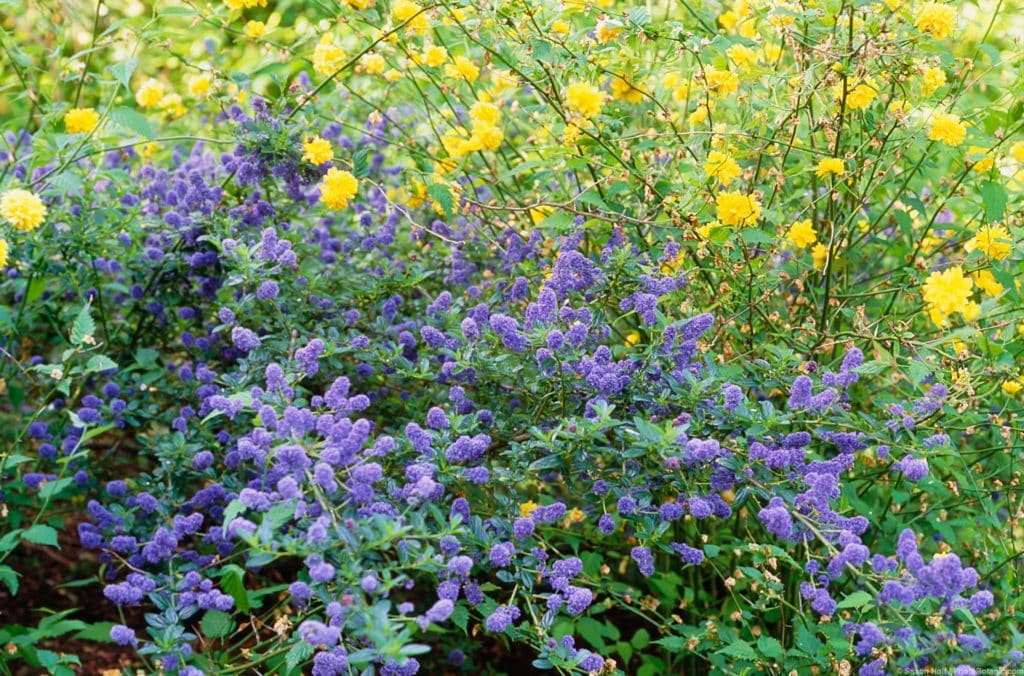 Ceanothus griseus horizontalis 'Yankee Point', blue flowering California Lilac shrub as groundcover