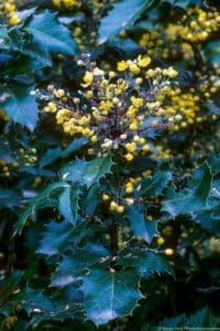Mahonia aquifolium 'Golden Abundance' flower and leaf detail