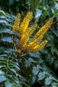 Mahonia x media with clusters of scented yellow flowers