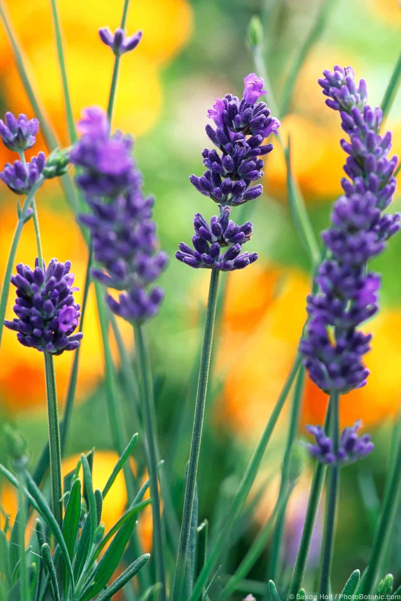 Lavenders | Summer-Dry | Celebrate Plants in Summer-Dry Gardens