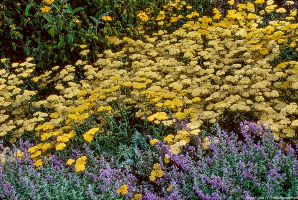 Achillea 'Moonshine' (Yarrow) Yellow flowering in perennial border