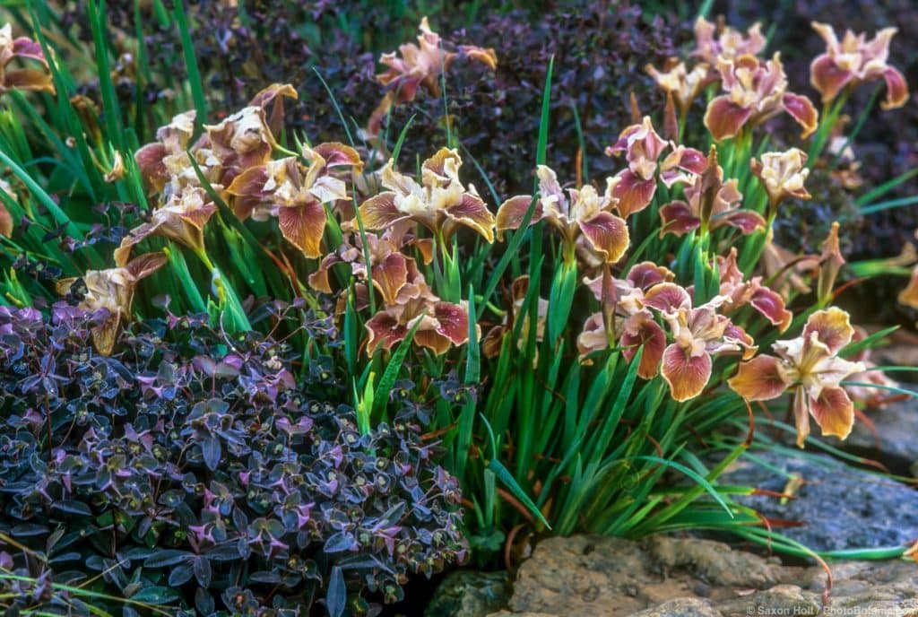 Pacific Coast Iris 'Copper' flowering in garden with Euphorbia dulcus 'Chameleon'