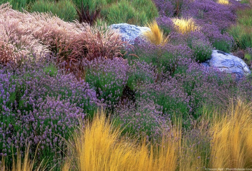 Lavandula (Lavender) river as hillside groundcover with ornamental grasses and blue serpentine rocks.