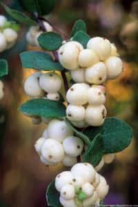 Symphoricarpos albus (aka. S.racemosa) (Snowberry) white berries detail