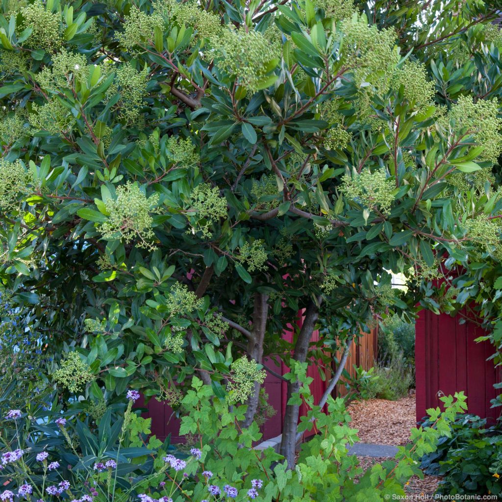 Toyon (Heteromeles), California native evergreen shrub, with Verbena by entry to side garden Sibley drought tolerant front yard garden, Richmond California