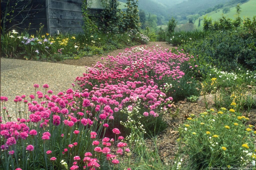 California native plant garden with Armeria maritima and Pacific Coast hybrid Irises groundcover lawn substitute.