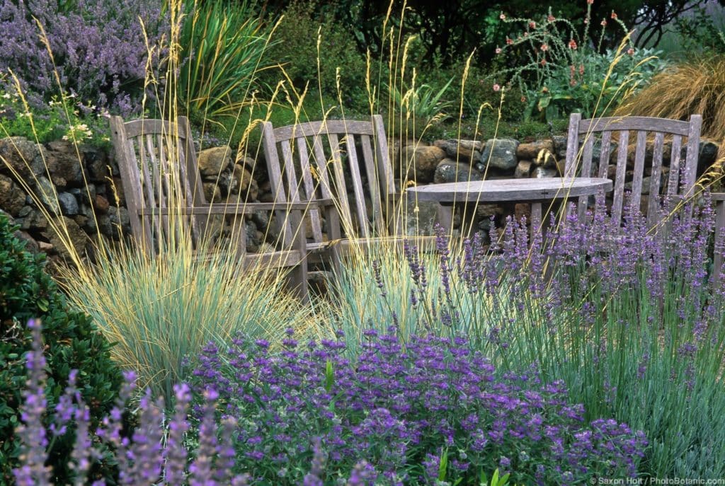 Helictotrichon sempervirens (Blue Oat Grass) sitting area by stone retaining wall in California garden with Lavender, and Caryopteris.