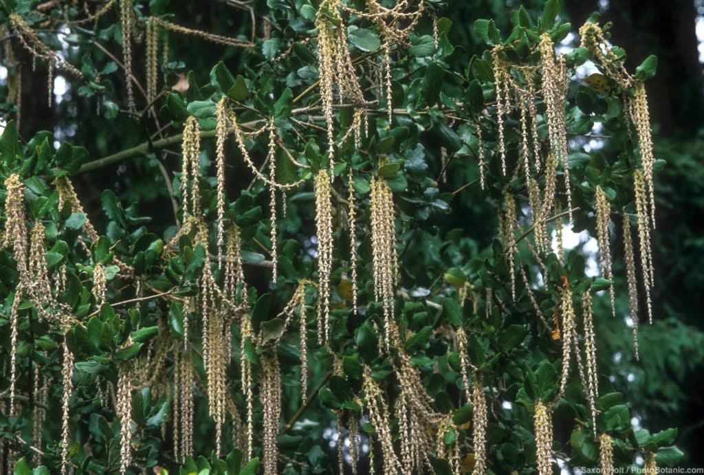 Garrya elliptica (coast silktassel) in bloom