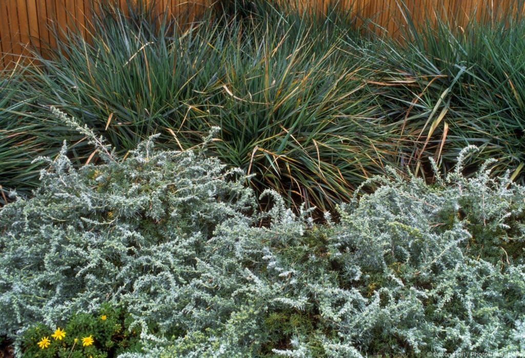 Silver gray foliage drought tolerant groundcovers, Leymus (Elymus) condensatus 'Canyon Prince' (Lyme Grass, Wild Rye) and Artemisia pynocephala 'David's Choice' (Beach Sagebrush) in foreground