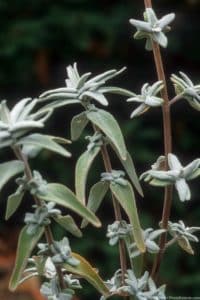 Salvia leucophylla (Purple Sage) with smaller leaves in summer, silver gray foliage