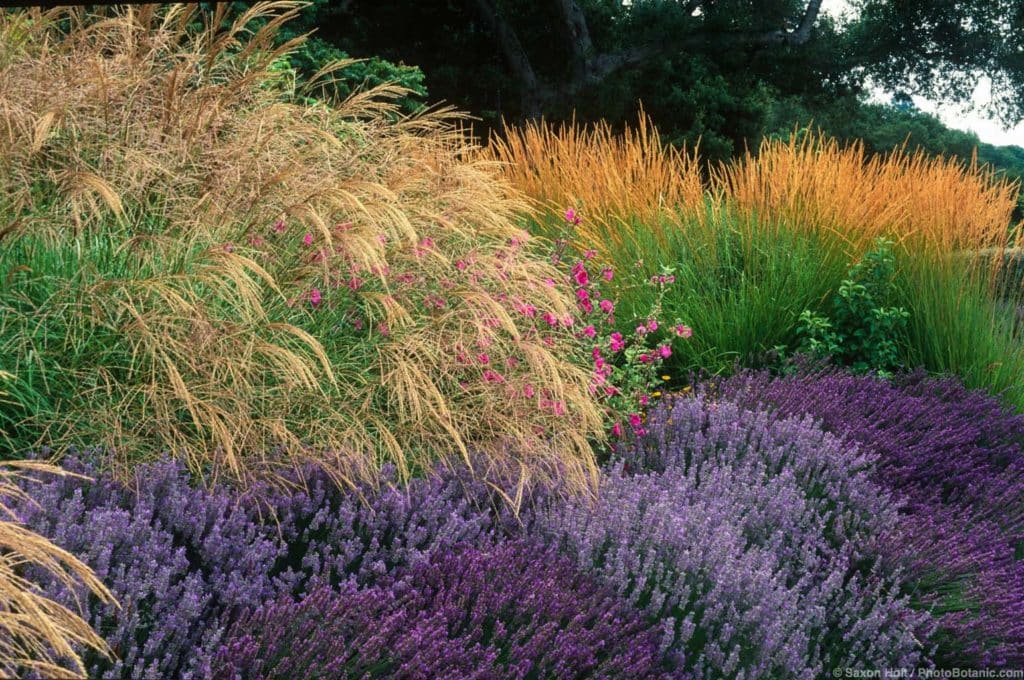 Miscanthus sinensis grass, Lavender, Lavatera and Calamagrostis acutiflora 'Karl Foerster' in drought tolerant garden border