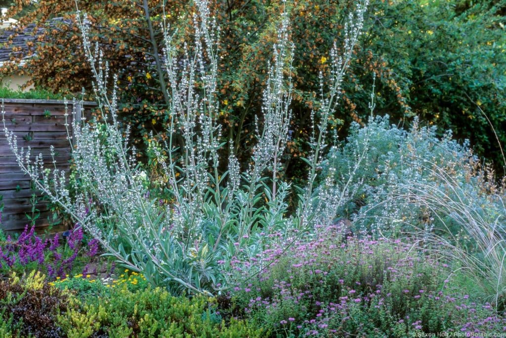 Salvia apiana (Bee Sage, California White Sage) California native perennial shrub with silver gray leaves