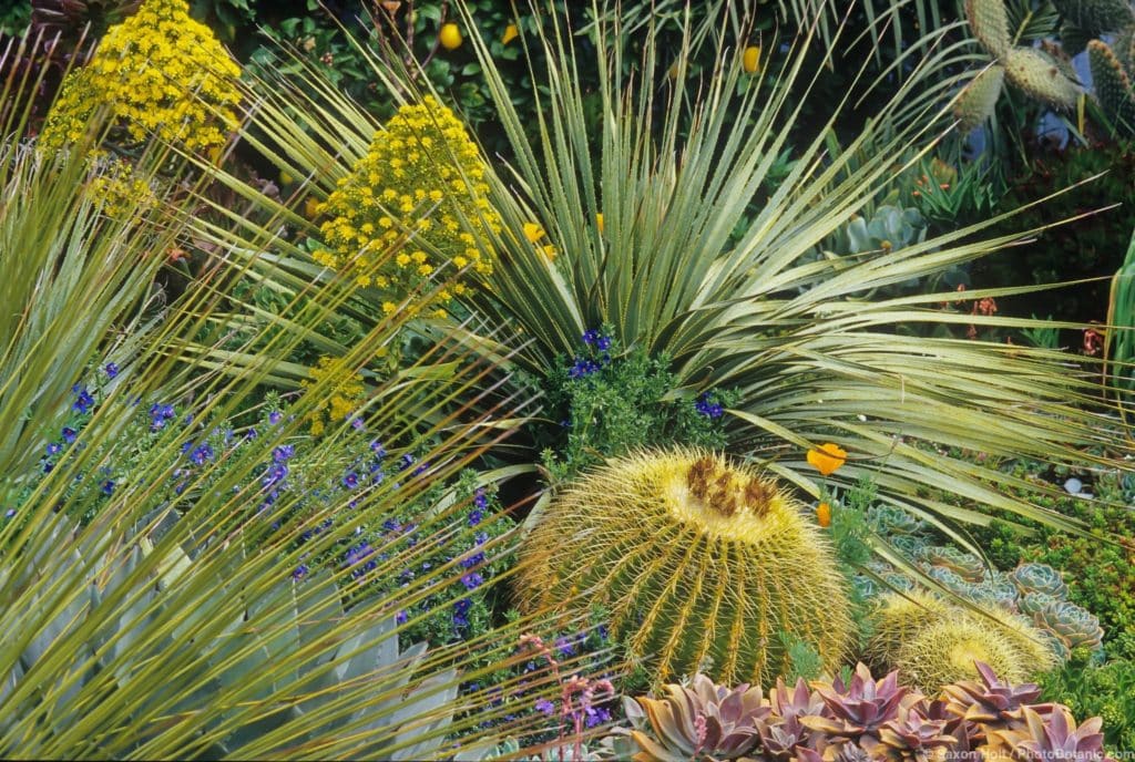Dasylirion wheeleri in succulent border with barrel cactus.