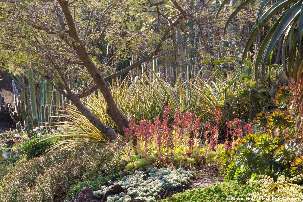 Drought Tolerant is Irrelevant - Summer-Dry | Celebrate Plants in ...