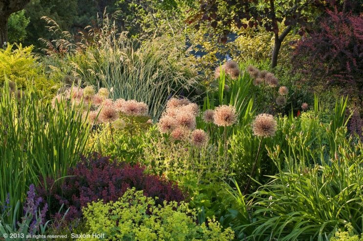 Drought Tolerant is Irrelevant - Summer-Dry | Celebrate Plants in ...