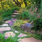 Creeping Thyme (thymus) in pathway stone pavers in drought tolerant California xeriscape garden with oak trees