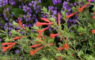 Epilobium - Red flower Zauschneria garrettii 'Orange Carpet' (California Fuchsia) drought tolerant perennial groundcover with blue Satureja, Denver Botanic Garden