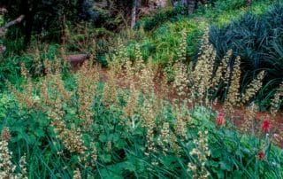 Heuchera - Heuchera maxima (Island Alum Root, Coral Bells) flowering along garden path