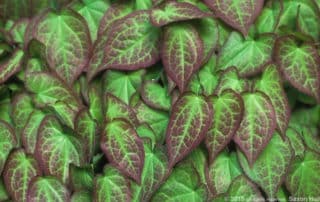 Epimedium - Epimedium x rubrum (red barrenwort) shade groundcover foliage detail in drought tolerant garden