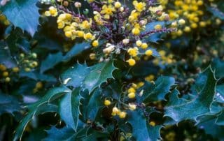 Mahonia - Mahonia aquifolium 'Golden Abundance' flower and leaf detail