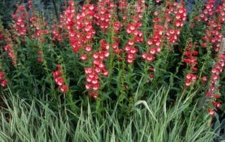 Penstemons - Penstemon x gloxiniodes 'Maurice Gibbs'