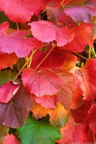 Vitis californica 'Roger's Red' in fall color