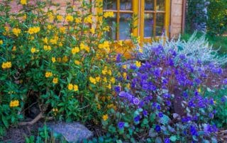 Monkeyflower - Mimulus aurantiacus with Phacelia campanularia