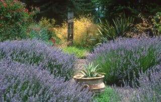 Lavenders - Lavender 'Provence'  in xeriscape drought tolerant garden with grass Stipa gigantea.