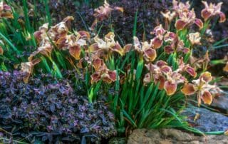 Irises - Pacific Coast Iris 'Copper' flowering in garden with Euphorbia dulcus 'Chameleon'