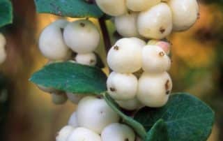 Snowberry - Symphoricarpos albus (aka. S.racemosa) (Snowberry) white berries detail