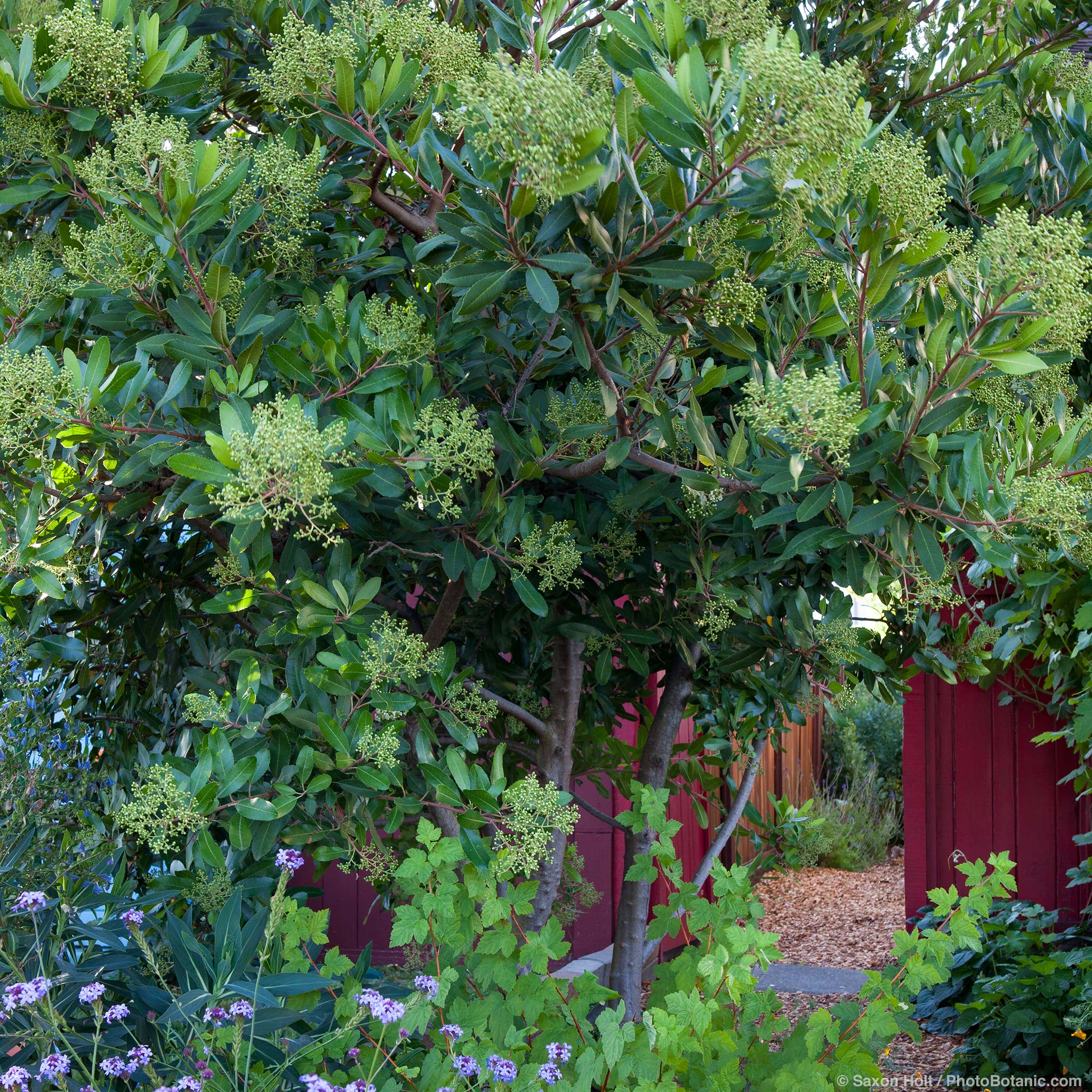 Why you should grow the native plant toyon in your garden - Los