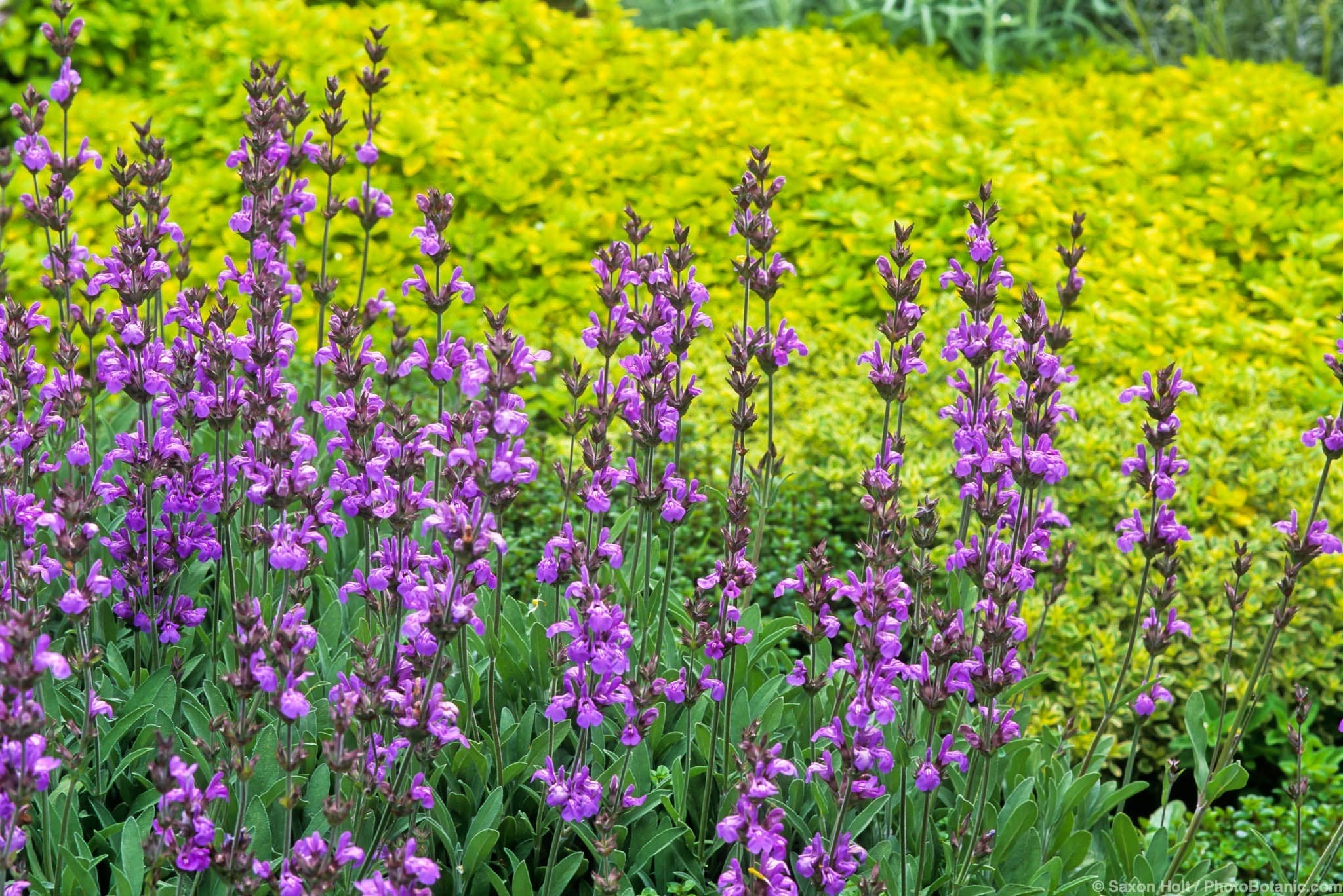 Salvias - Salvia officinalis (Garden Sage) in bloom with Origanum vulagare 'Aureum' (Oregano).