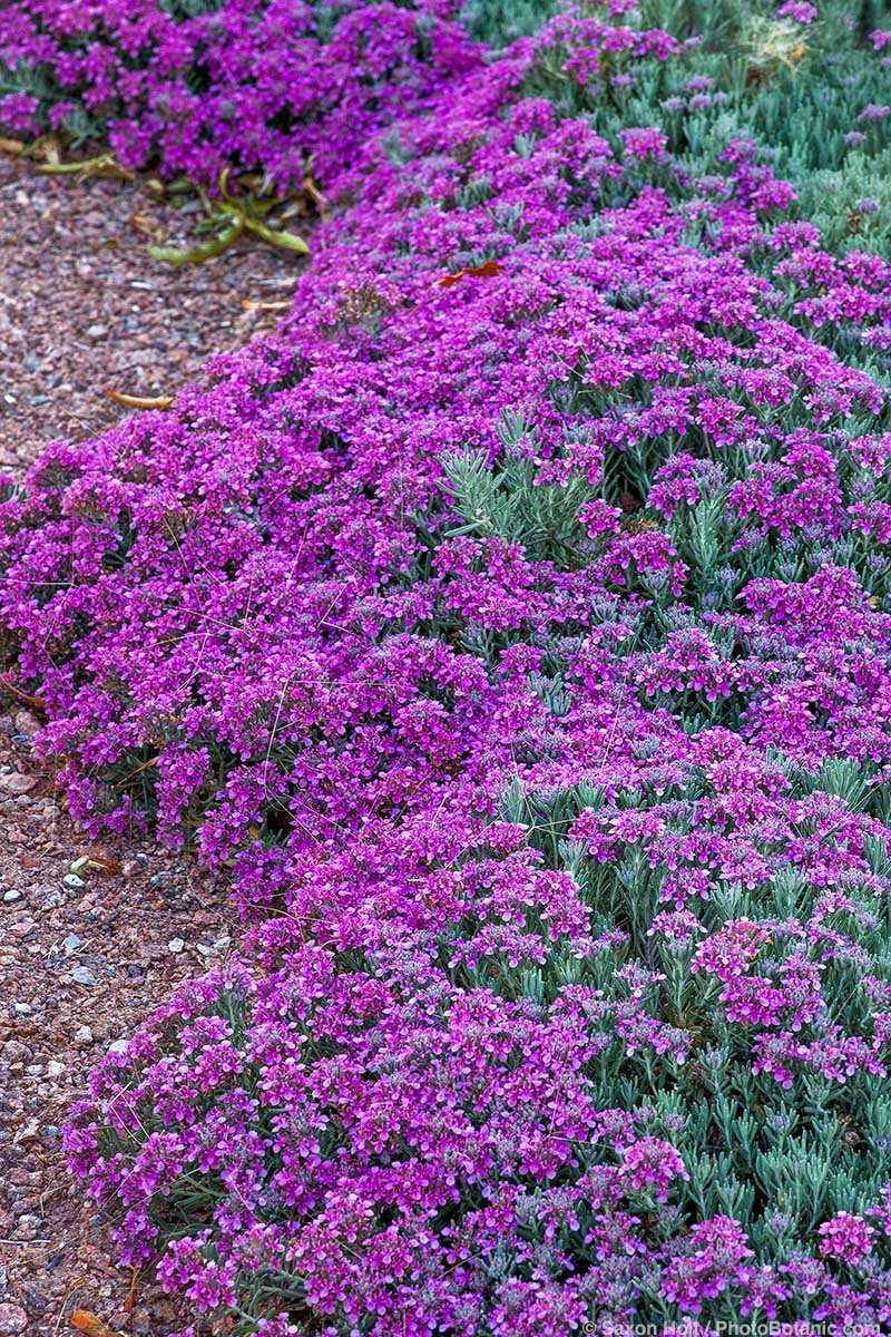 Teucriums Are Deer-Proof Too - Teucrium capitatum subsp. majoricum flowering germander in New Mexico garden, design by Judith Phillips