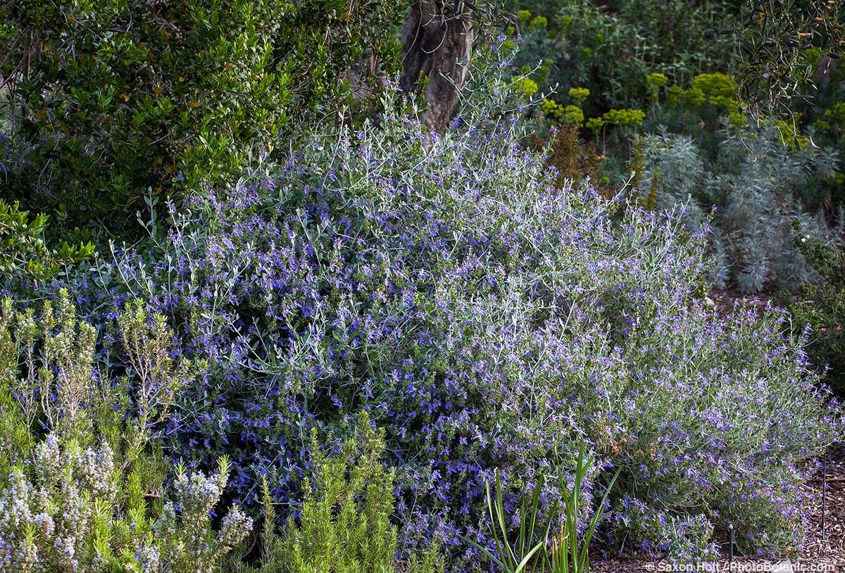 Teucriums Are Deer-Proof Too - Teucrium fruticans 'Azureum', Silver Bush Germander in Leaning Pine Arboretum, California garden