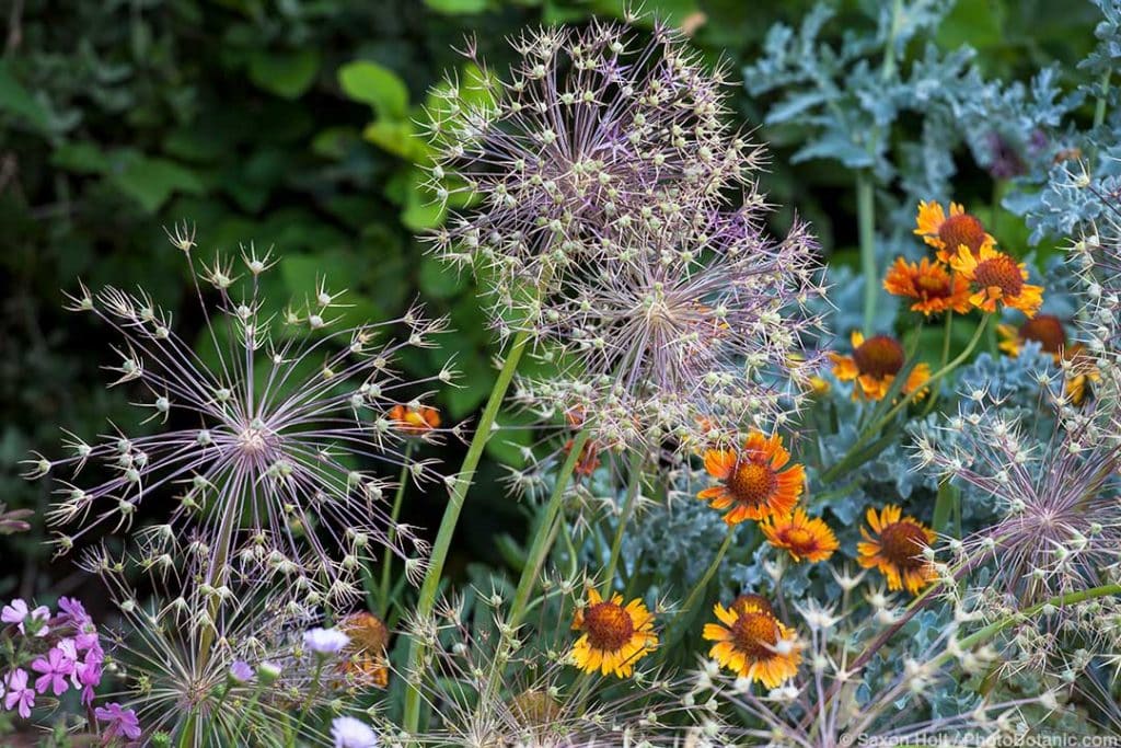 Summer Dry September 2021 Newsletter - Allium christophii (Star of Persia) ornamental onion seedhead; demonstration garden at University of California Davis Arboretum Teaching Nursery drought tolerant garden