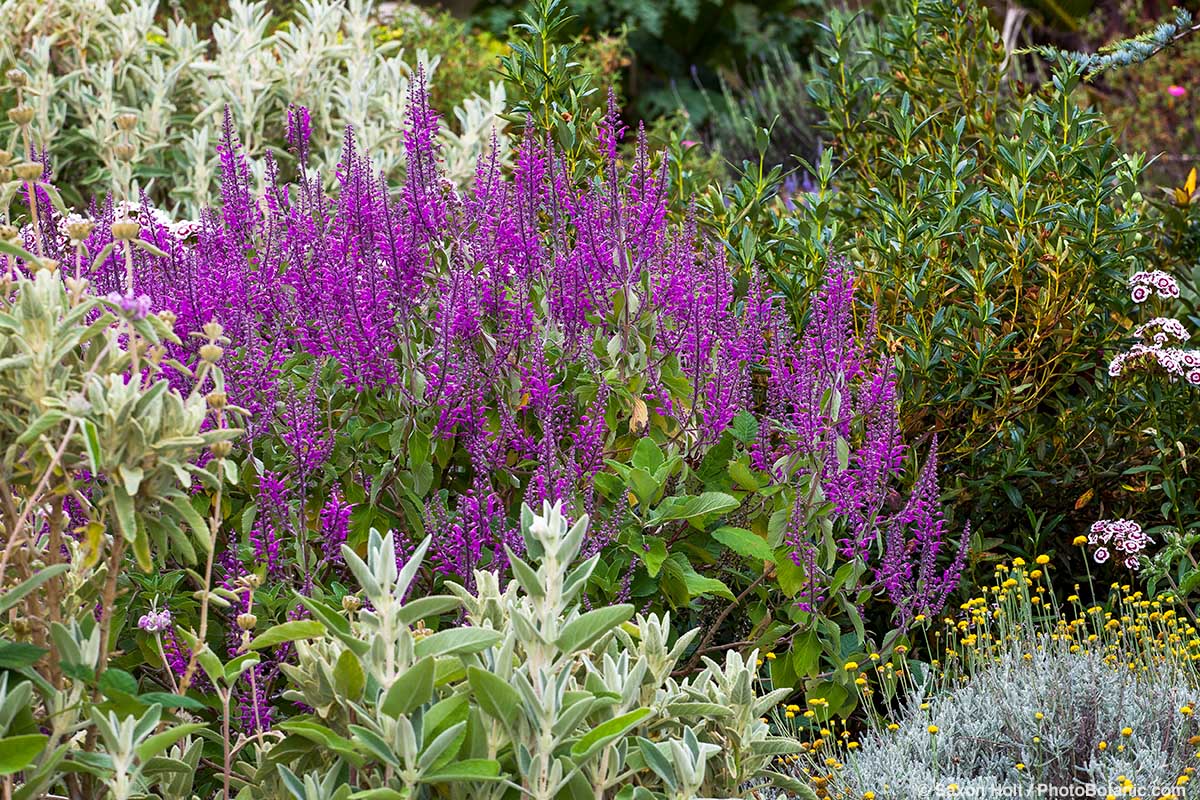 Teucriums Are Deer-Proof Too - Teucrium betonicum, Madeira Germander flowering in Mediterranean Basin section of San Francisco Botanical Garden with Salvia and Santolina