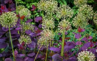 Ornamental Alliums - Persian Onion (Allium aflatunense), tall seedhead in garden with Purple Smokebush 'Royal Purple'