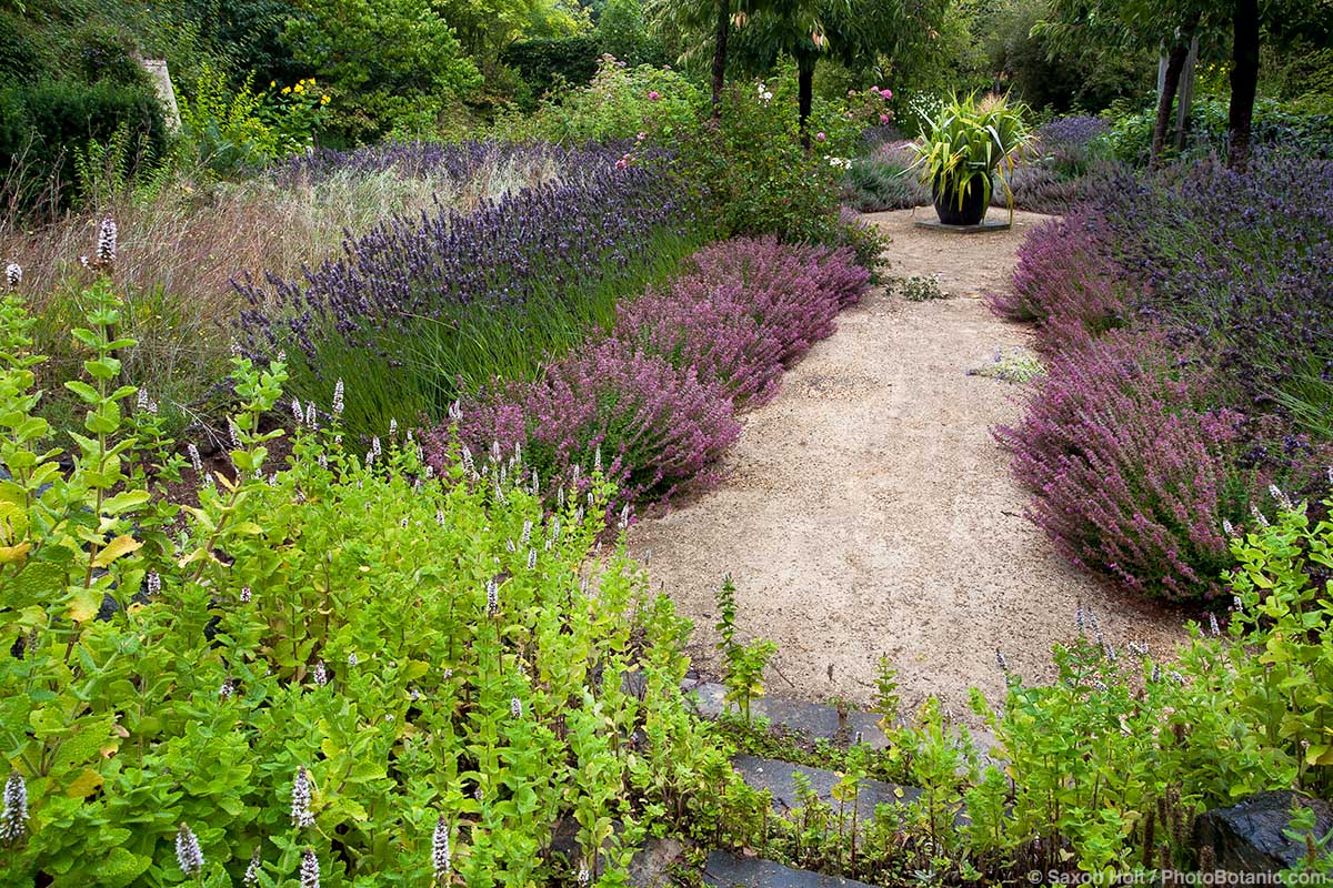 Teucriums Are Deer-Proof Too - Gravel path lined with Teucrium chamaedrys (wall germander) and lavender 'Grosso'; foreground mint; Gary Ratway garden