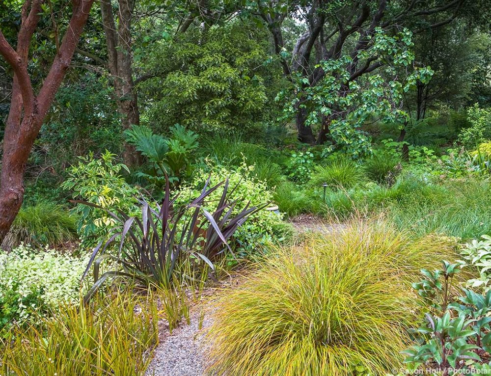 Dwarf Coyote Brush | Summer-Dry | Celebrate Plants in Summer-Dry Gardens