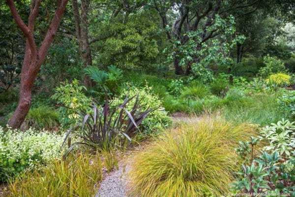 The Carbon Capture Garden - Summer-dry 