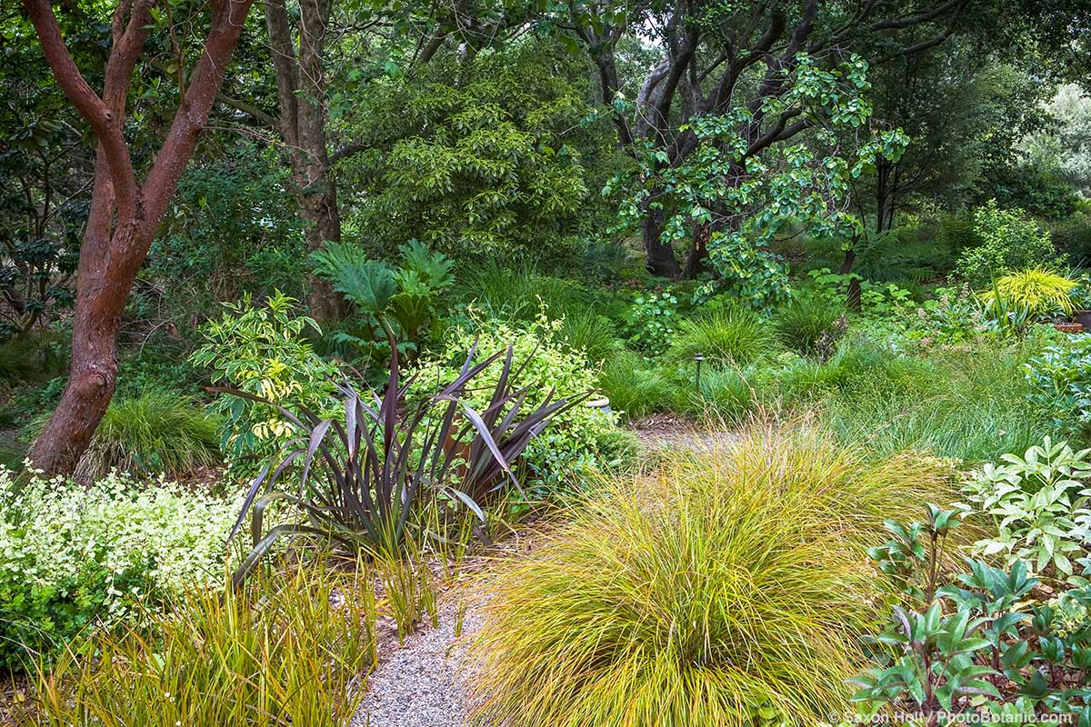 The Carbon Capture Garden - Xeriscape drought tolerant, partial shade carbon capture summer-dry California meadow garden with mixed foliage, colors, and textures, David Fross