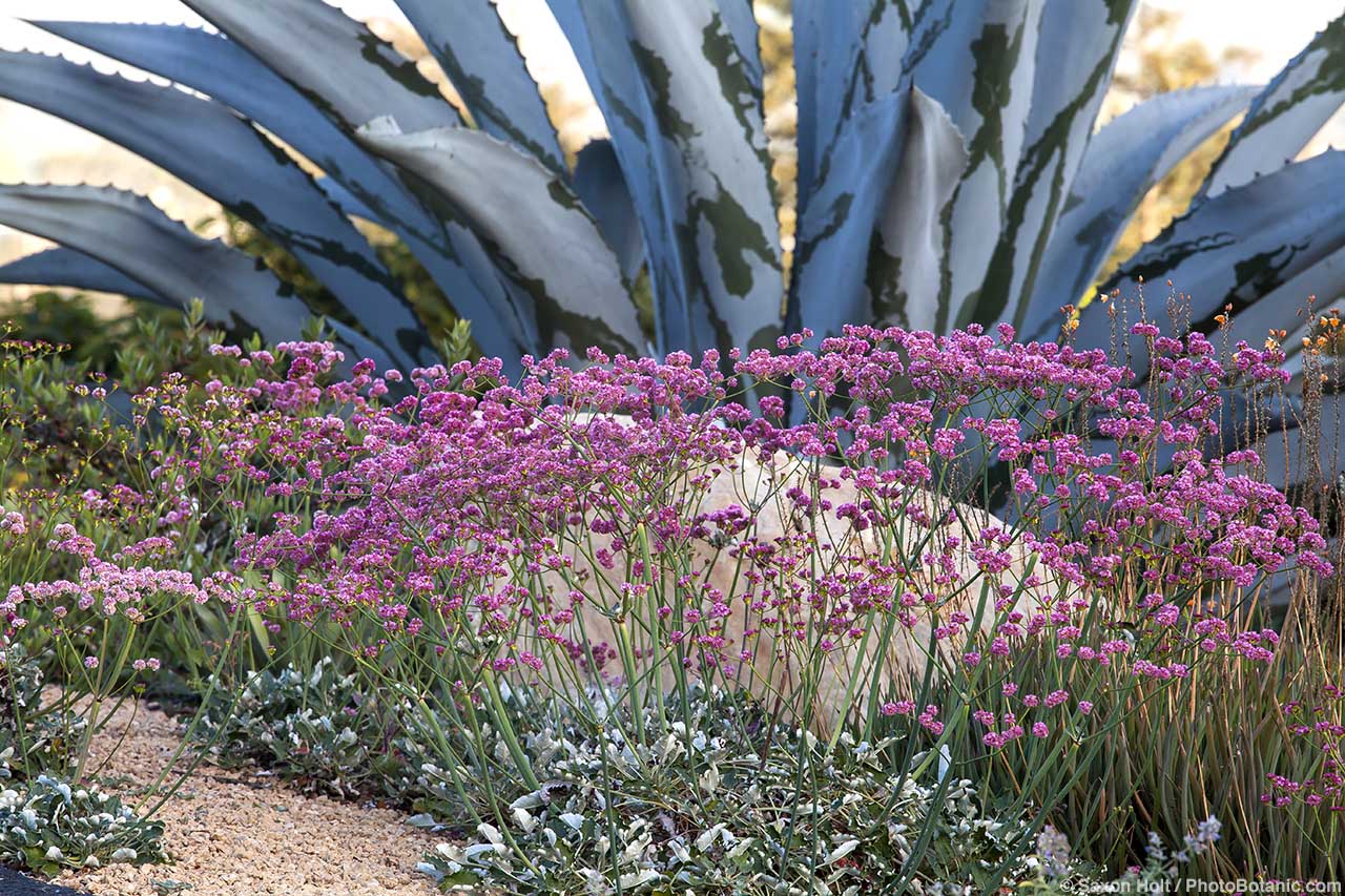 Wild Buckwheats - Eriogonum grande rubescens (Red Buckwheat) flowering with Agave franzosinii (Majestic Agave) in drought tolerant garden. Schaff Garden; Carpinteria California