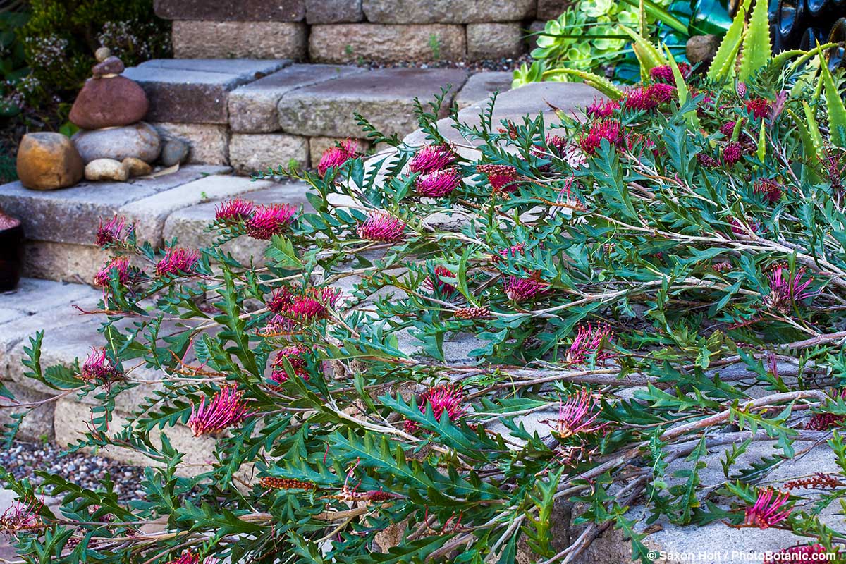 Grevillea 'Austraflora Fanfare' - Grevillea ‘Austraflora Fanfare’