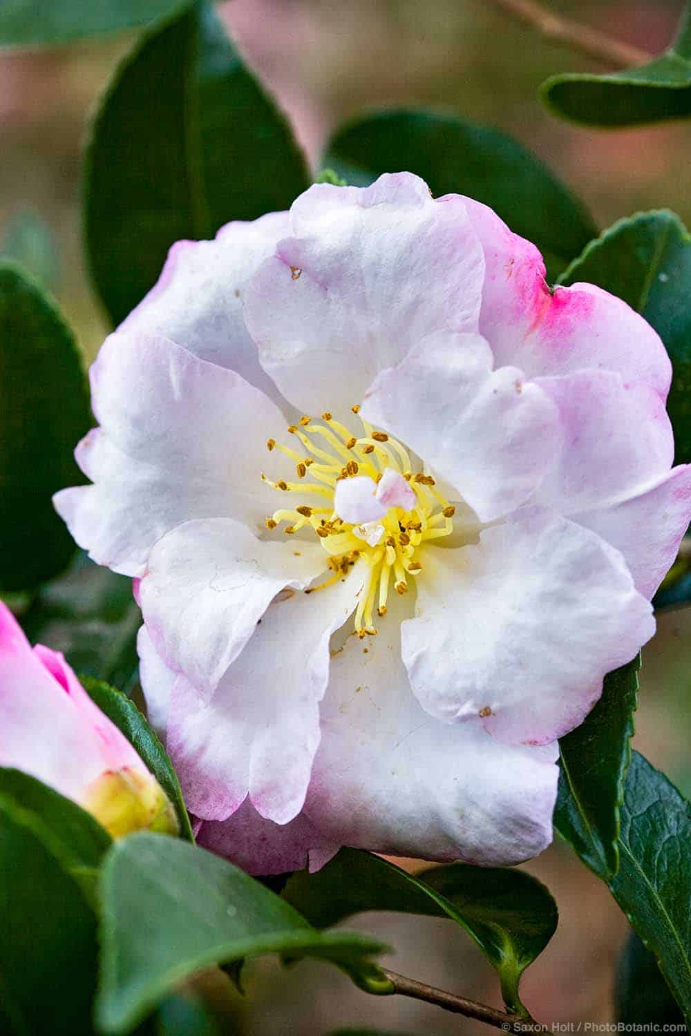 Sasanqua Camellias - Summer-Dry | Celebrate Plants in Summer-Dry Gardens